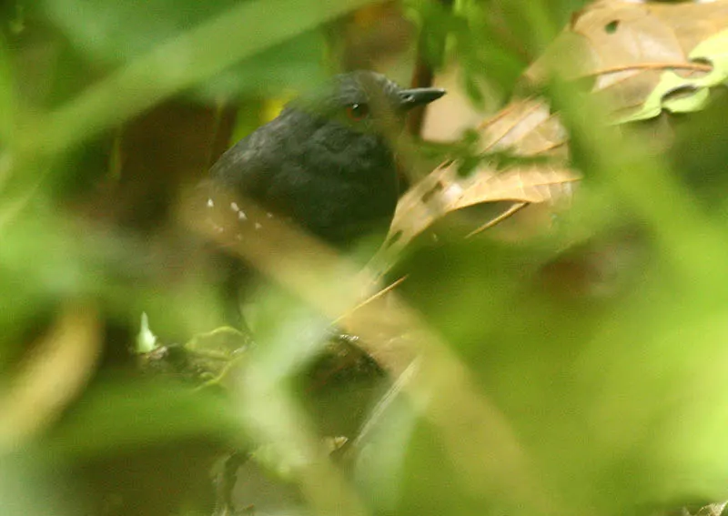 埃斯蚁鸟(Sipia nigricauda)
