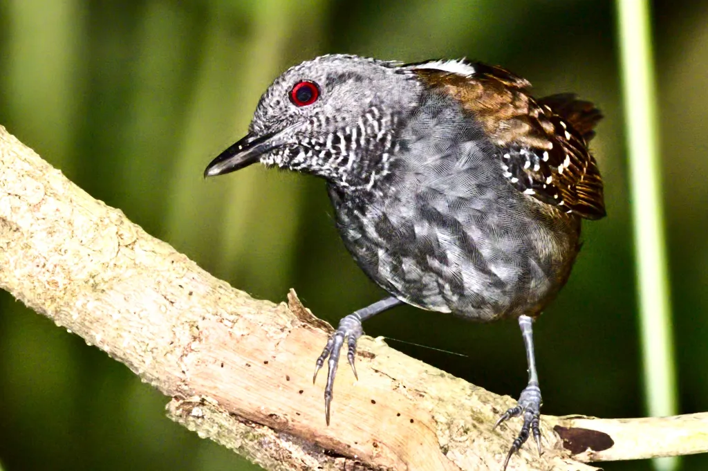 褐背蚁鸟（Sipia palliata）