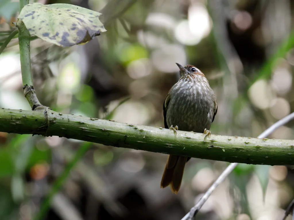 眼纹刺尾雀(Siptornis striaticollis)