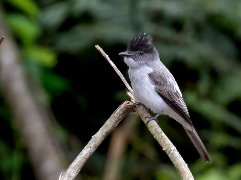 白腰西利霸鹟(Sirystes albocinereus)