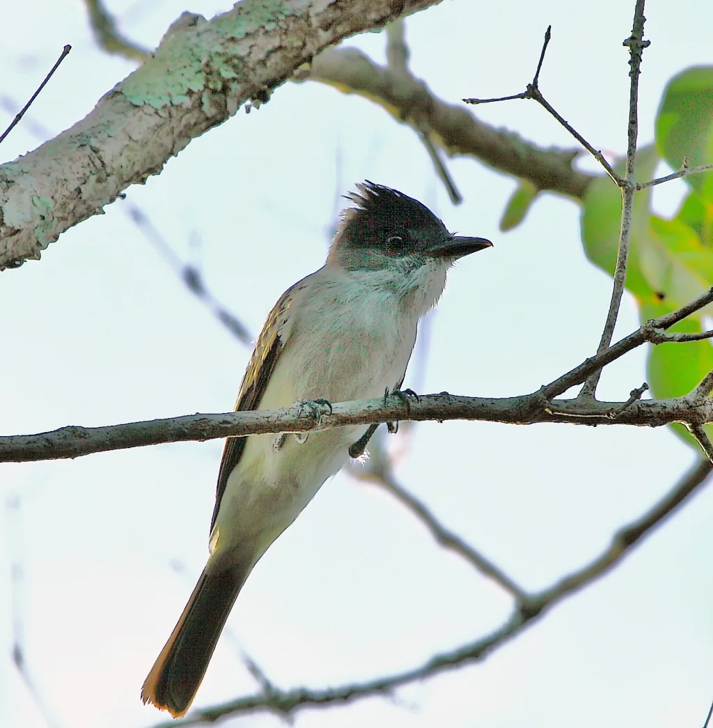 白翅西利霸鹟(Sirystes albogriseus)