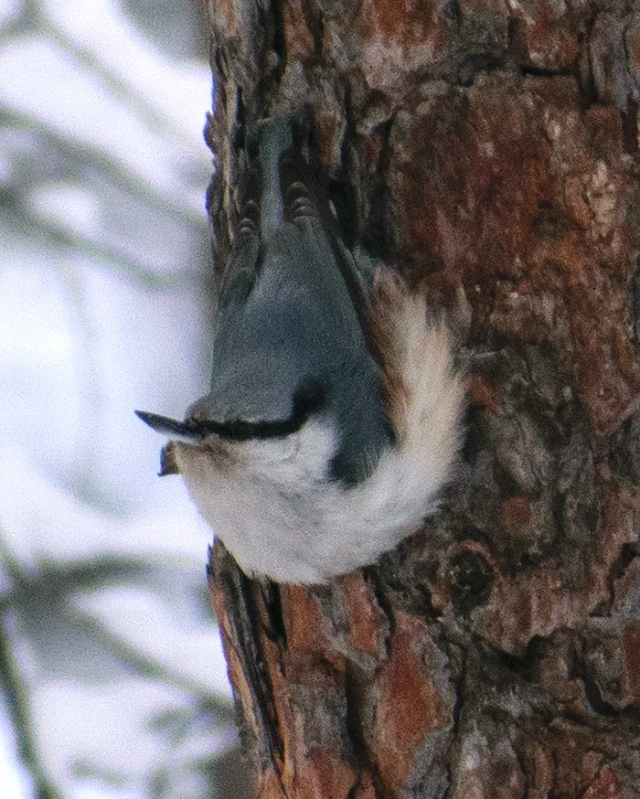 西伯利亚䴓(Sitta arctica)