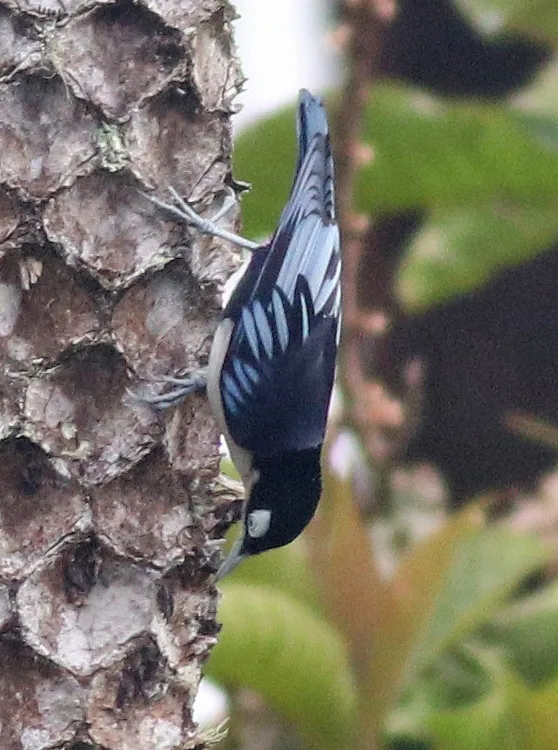蓝䴓(Sitta azurea)