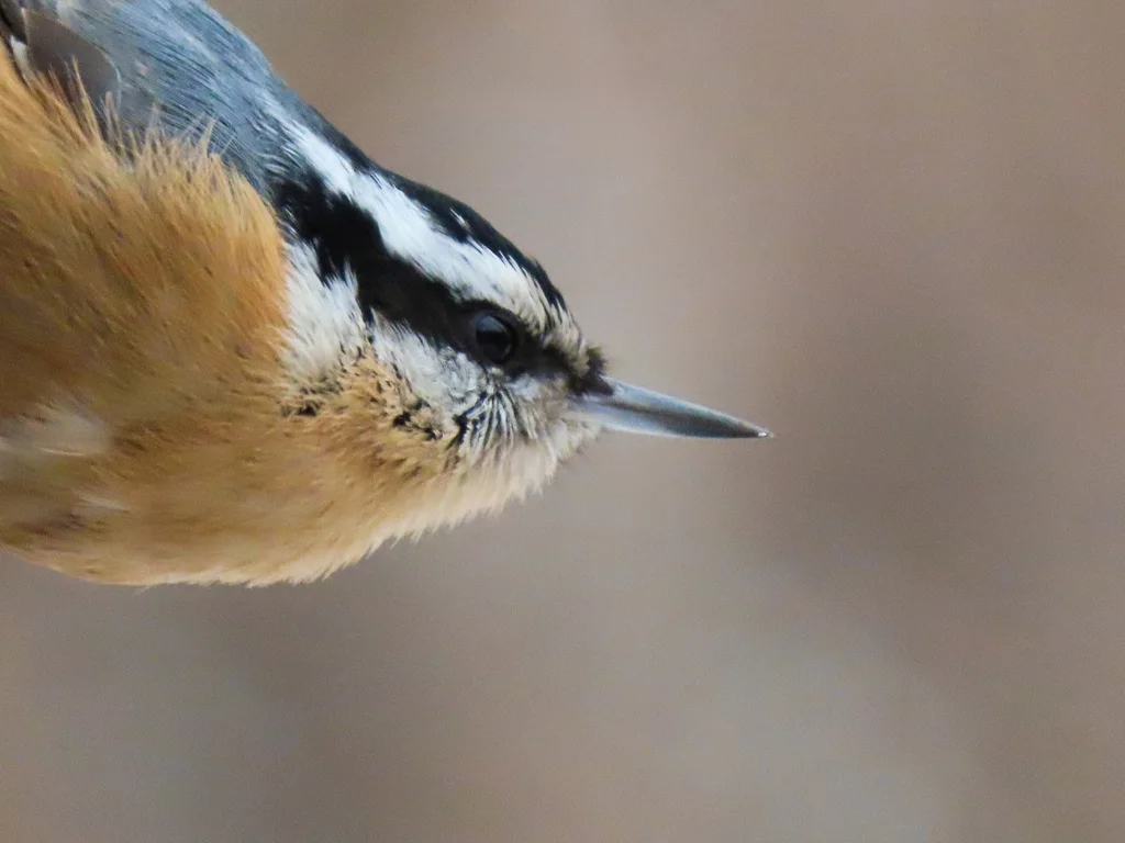 红胸䴓(Sitta canadensis)