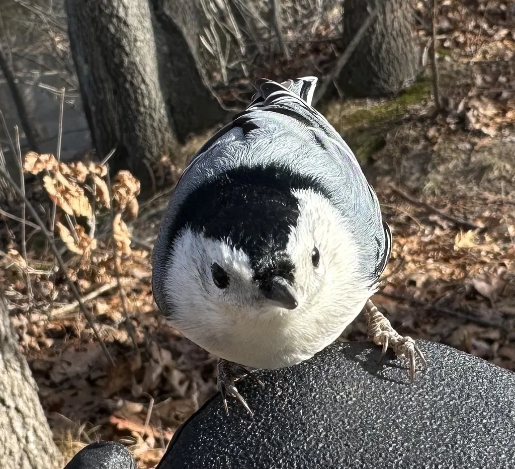 白胸䴓(Sitta carolinensis)