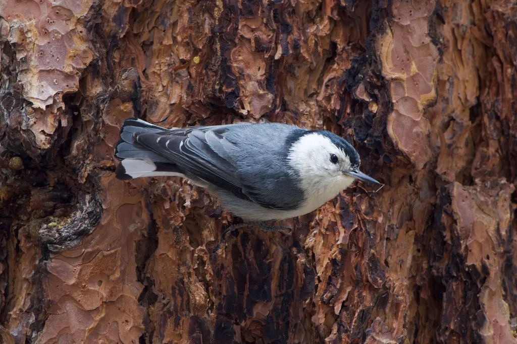白胸䴓(Sitta carolinensis)