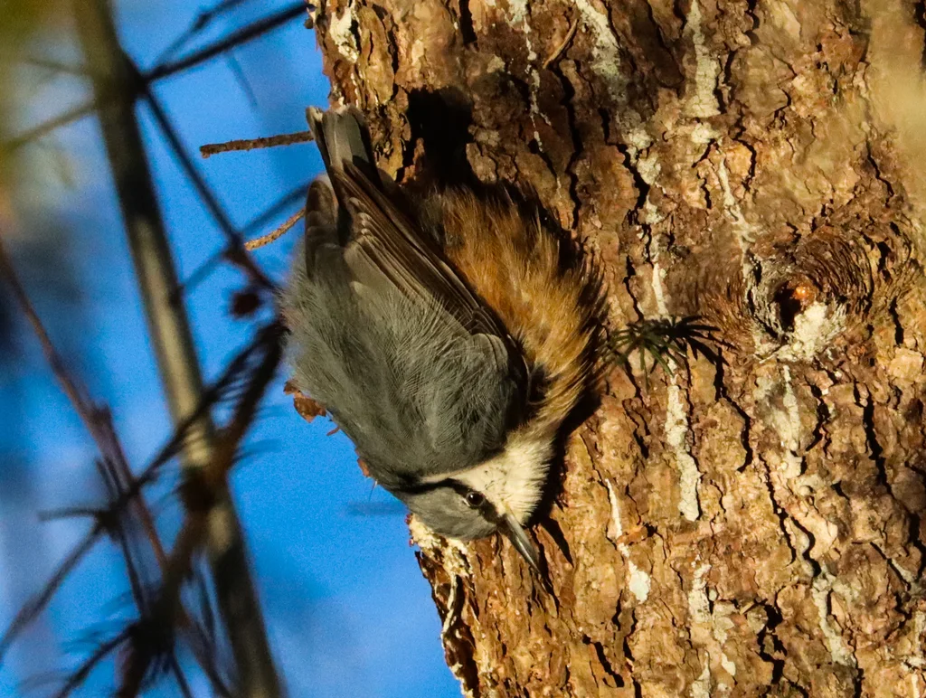 普通䴓(Sitta europaea)