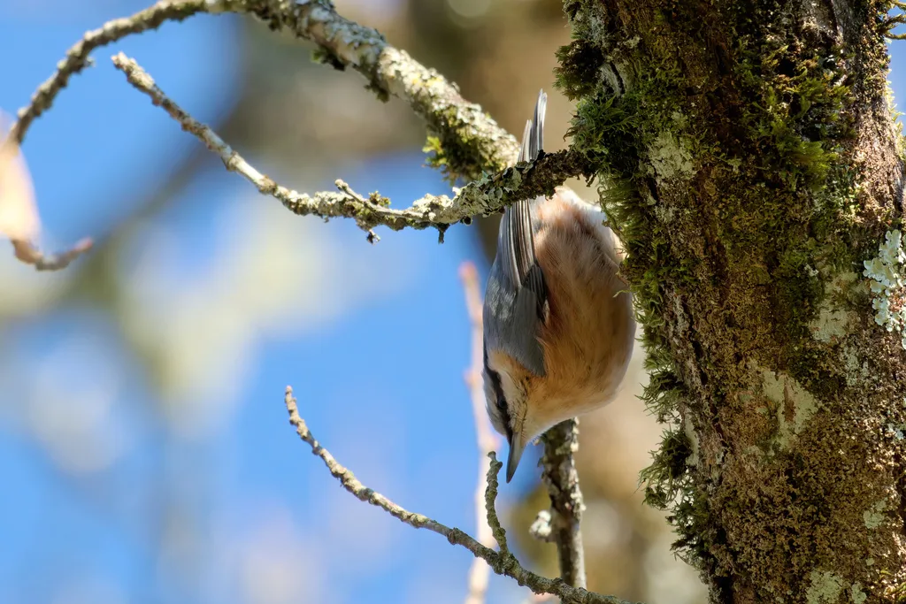 普通䴓(Sitta europaea)