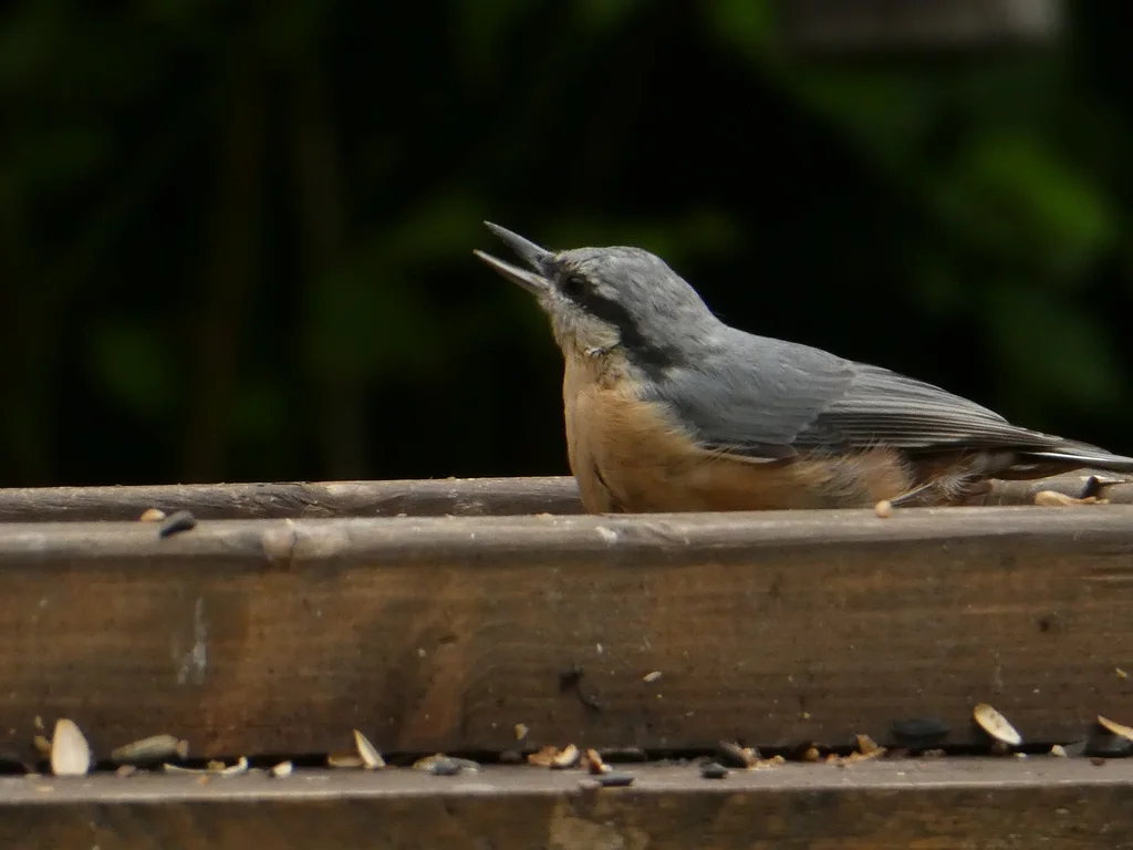 普通䴓(Sitta europaea)