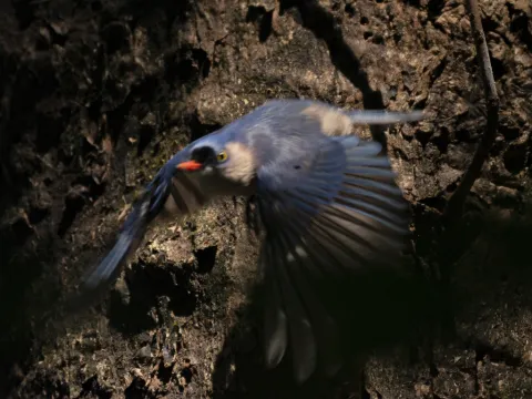 绒额䴓