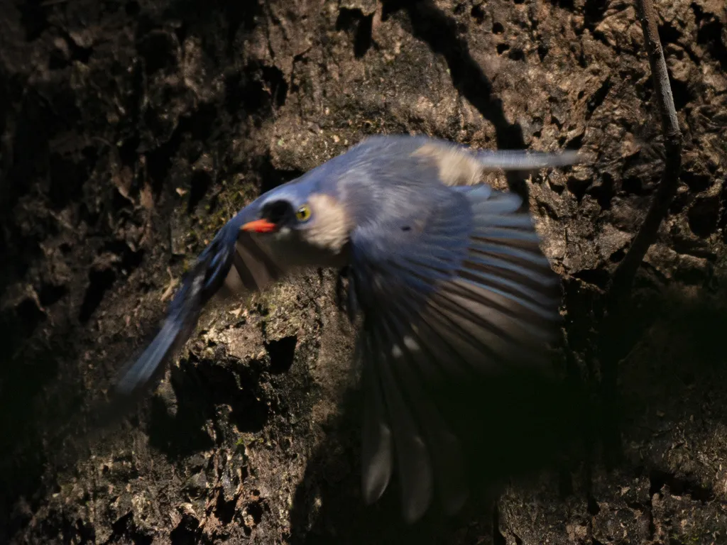 绒额䴓(Sitta frontalis)