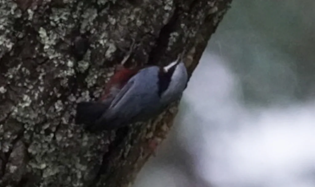 绒额䴓(Sitta frontalis)