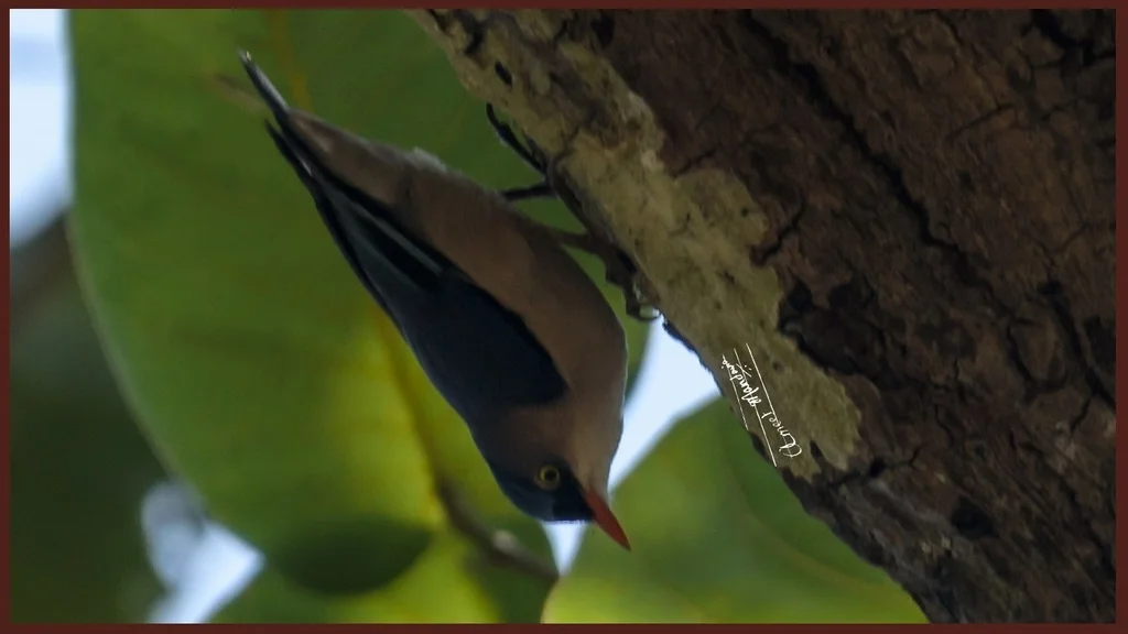 绒额䴓(Sitta frontalis)