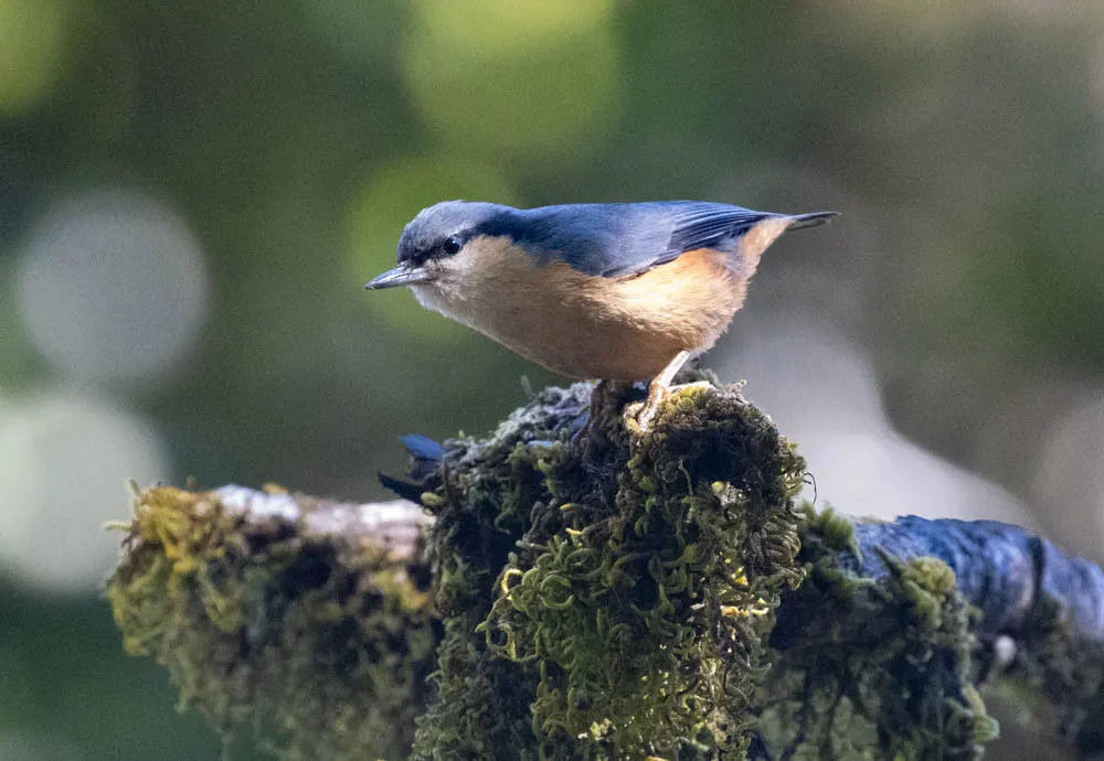 白尾䴓(Sitta himalayensis)