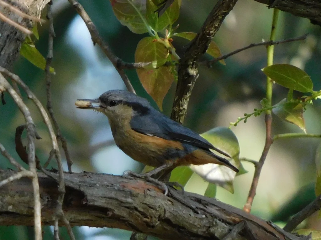 白尾䴓(Sitta himalayensis)