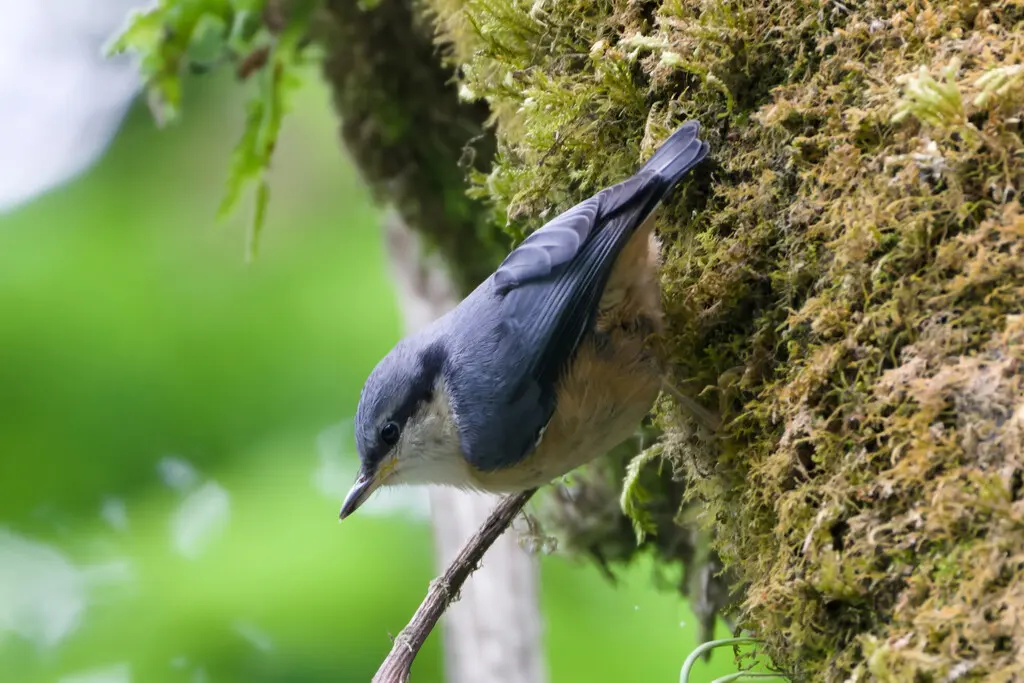 白尾䴓(Sitta himalayensis)