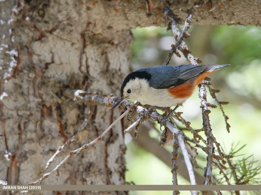 喜山䴓（Sitta leucopsis）
