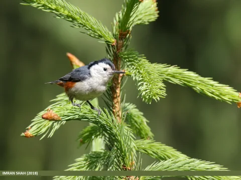 喜山䴓