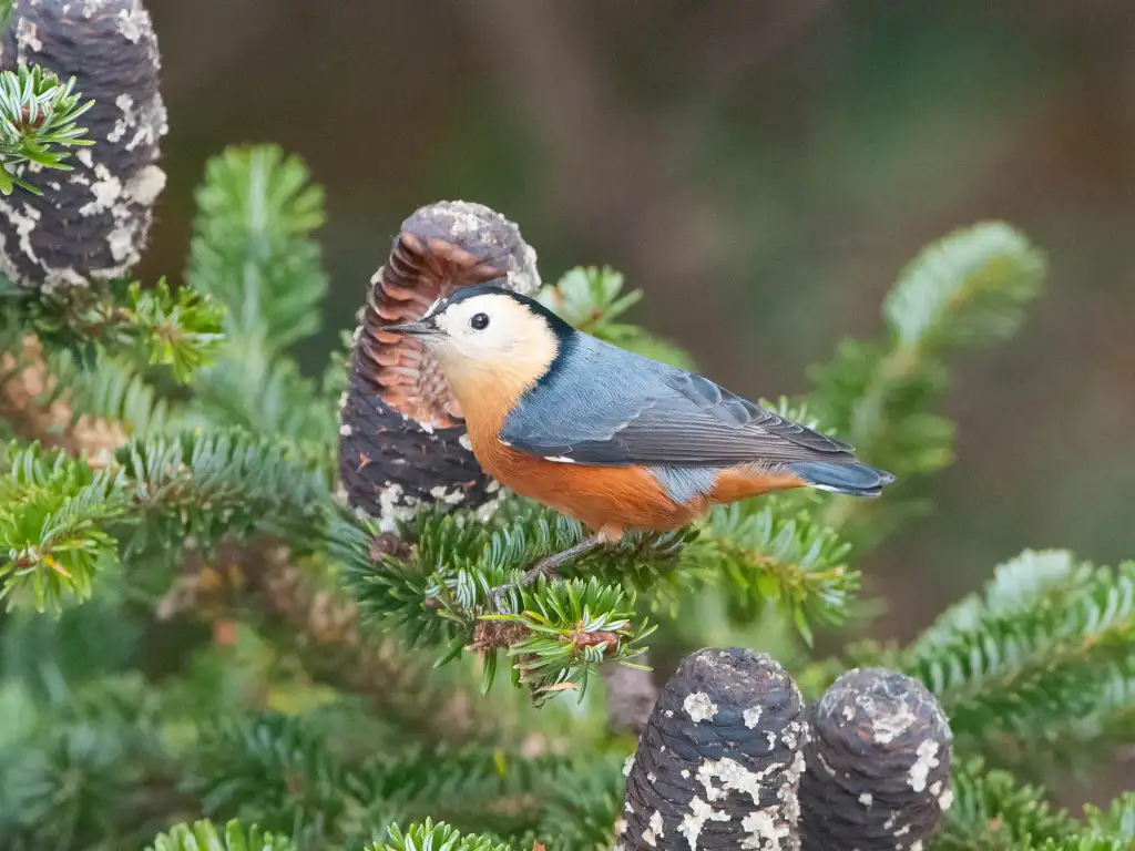 白脸䴓(Sitta przewalskii)