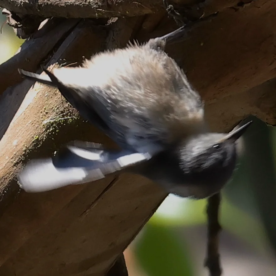 小䴓(Sitta pygmaea)