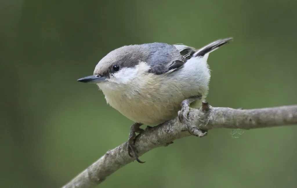 小䴓(Sitta pygmaea)