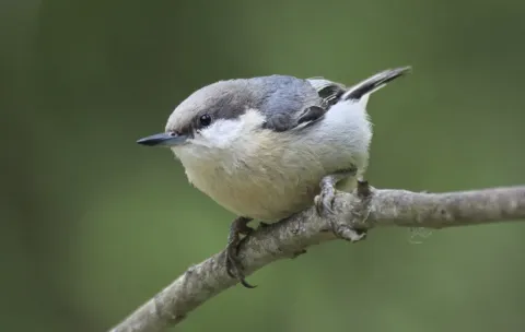 小䴓