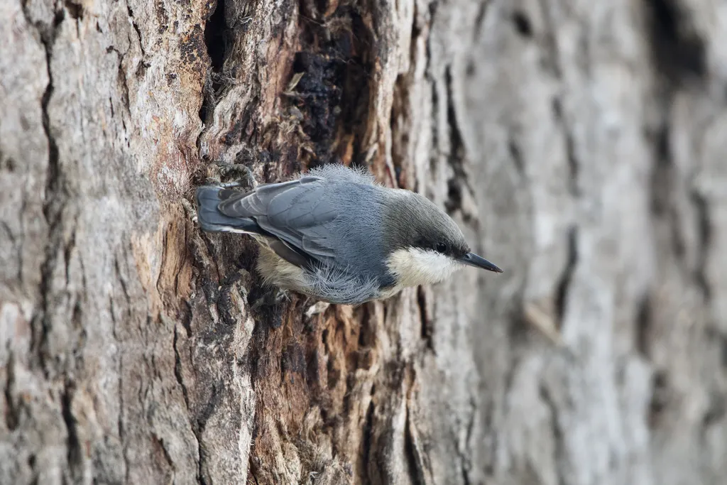 小䴓(Sitta pygmaea)