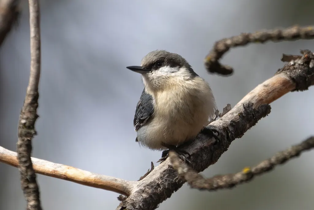 小䴓(Sitta pygmaea)