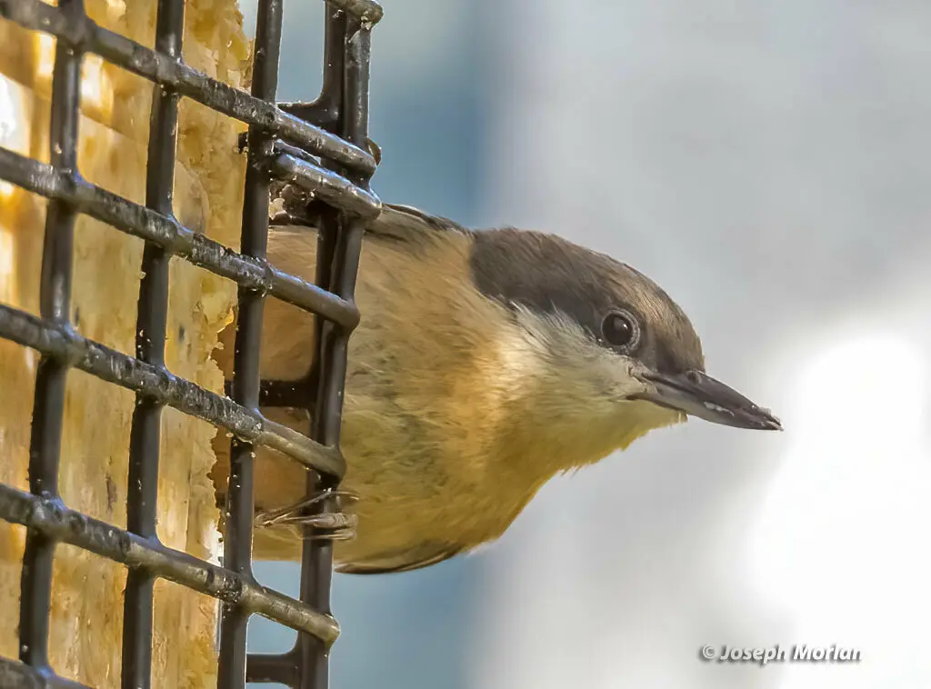 小䴓(Sitta pygmaea)
