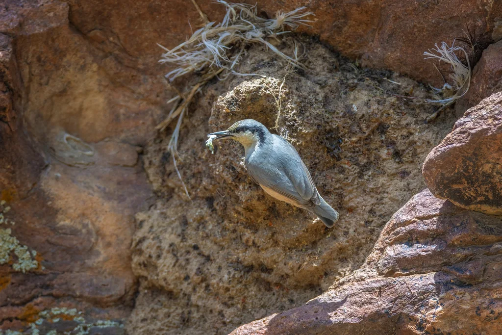 东岩䴓（Sitta tephronota）
