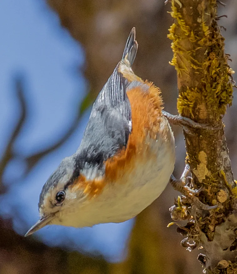 白眉䴓(Sitta victoriae)