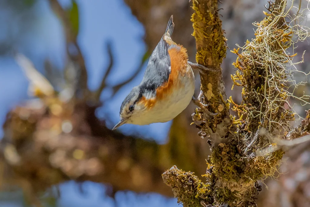 白眉䴓(Sitta victoriae)