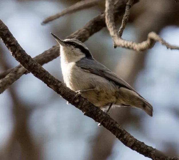 滇䴓（Sitta yunnanensis）