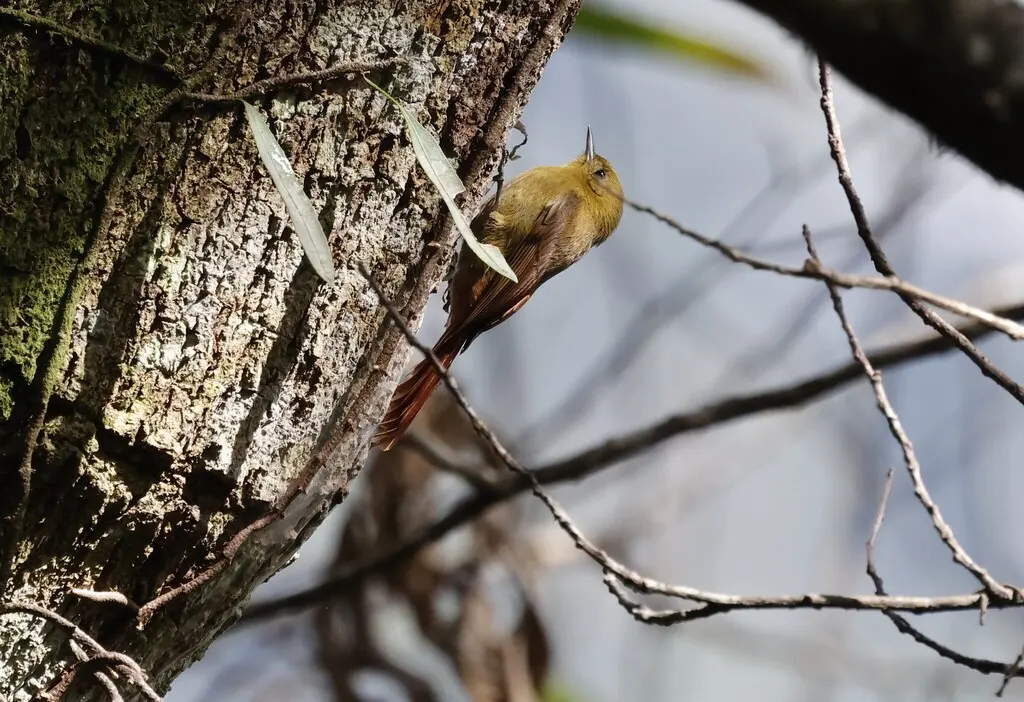 绿䴕雀(Sittasomus griseicapillus)