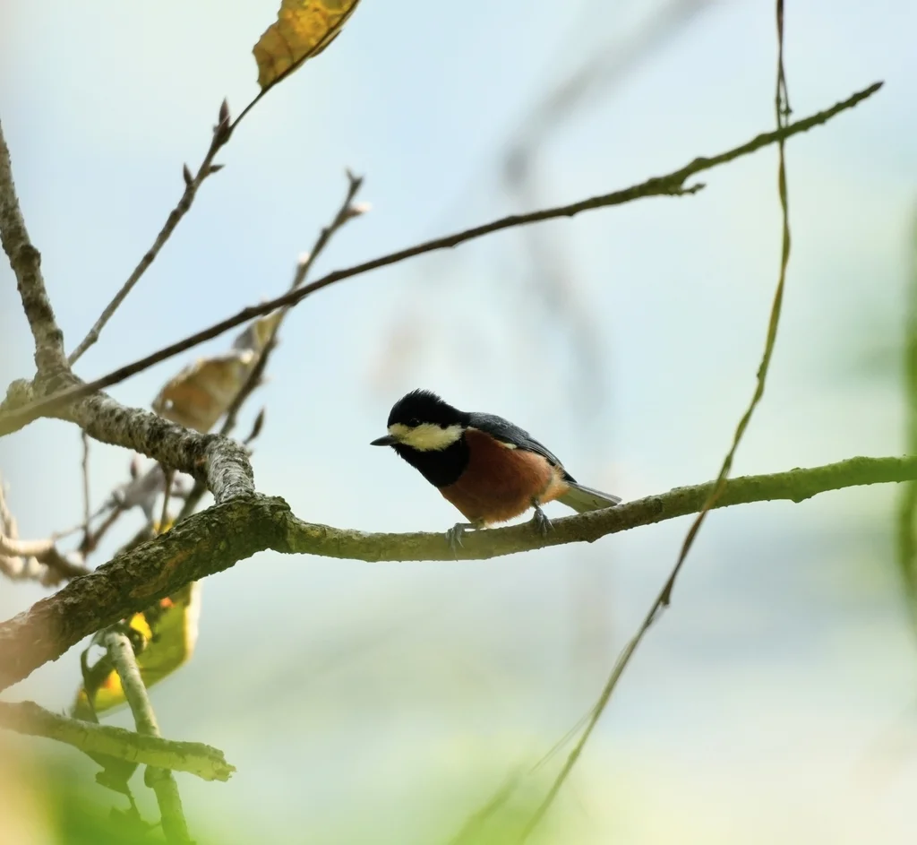 台湾杂色山雀(Sittiparus castaneoventris)