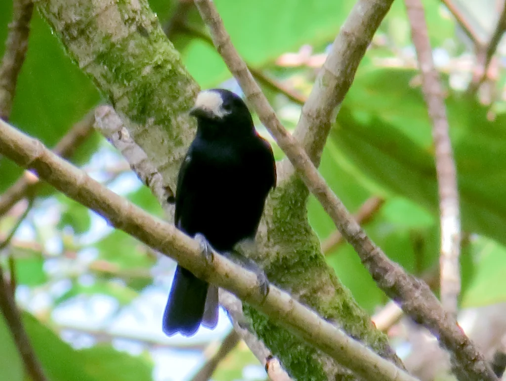 白额山雀(Sittiparus semilarvatus)
