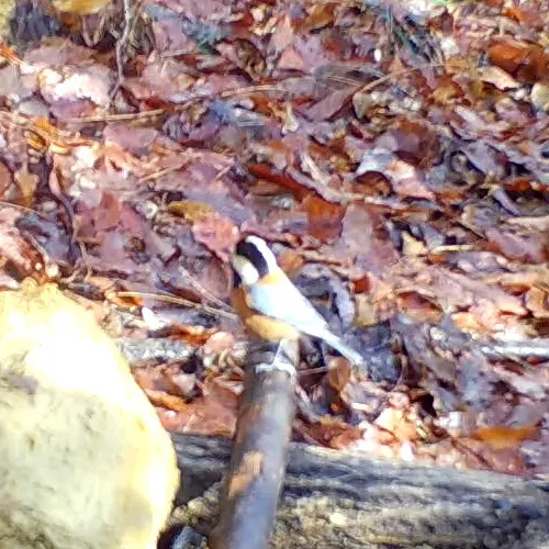 杂色山雀（Sittiparus varius）