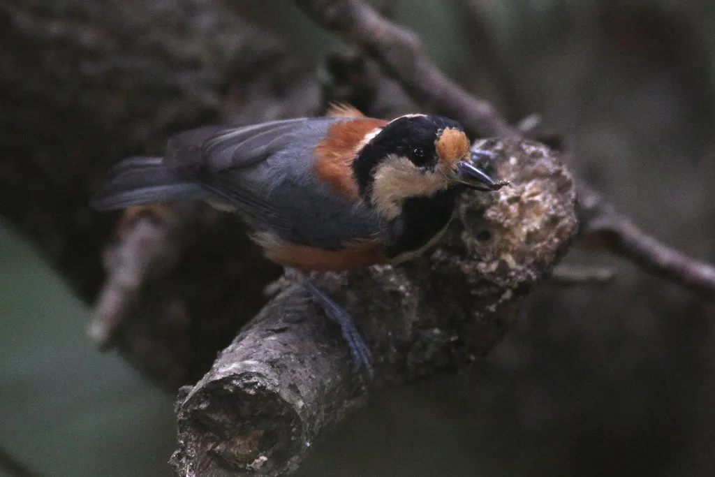 杂色山雀（Sittiparus varius）