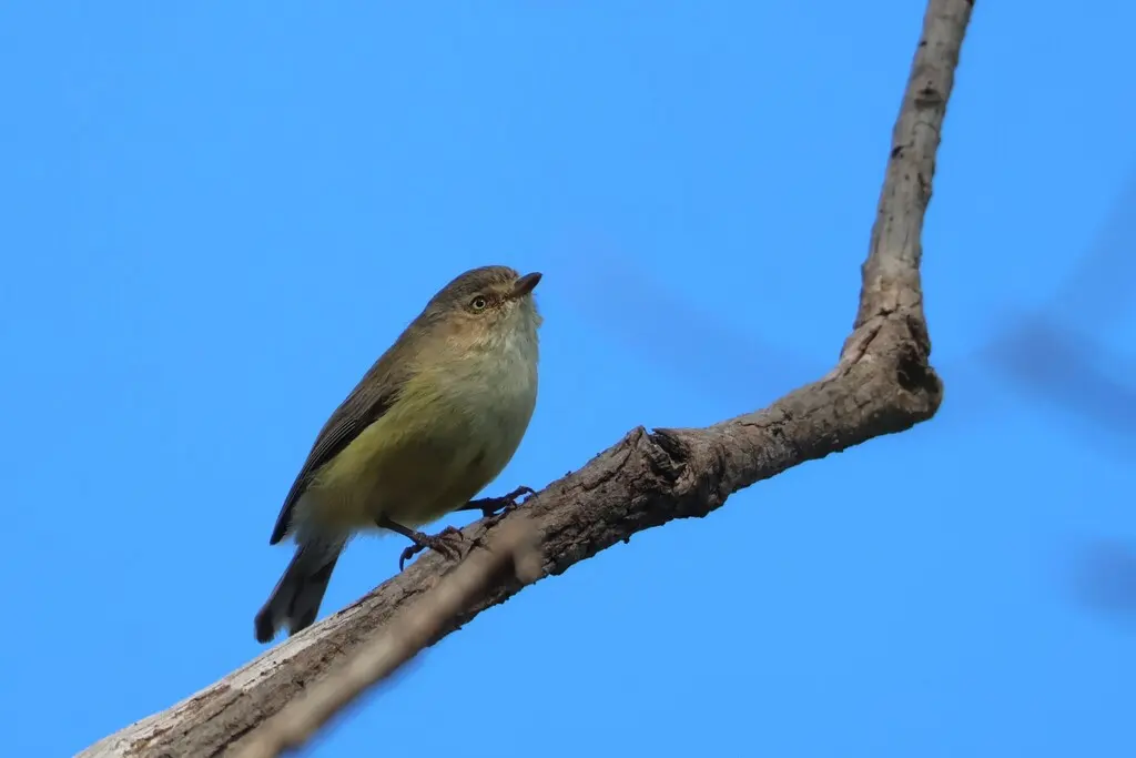 褐阔嘴莺（Smicrornis brevirostris）