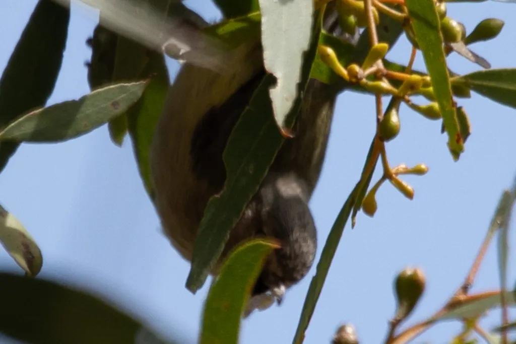 褐阔嘴莺（Smicrornis brevirostris）