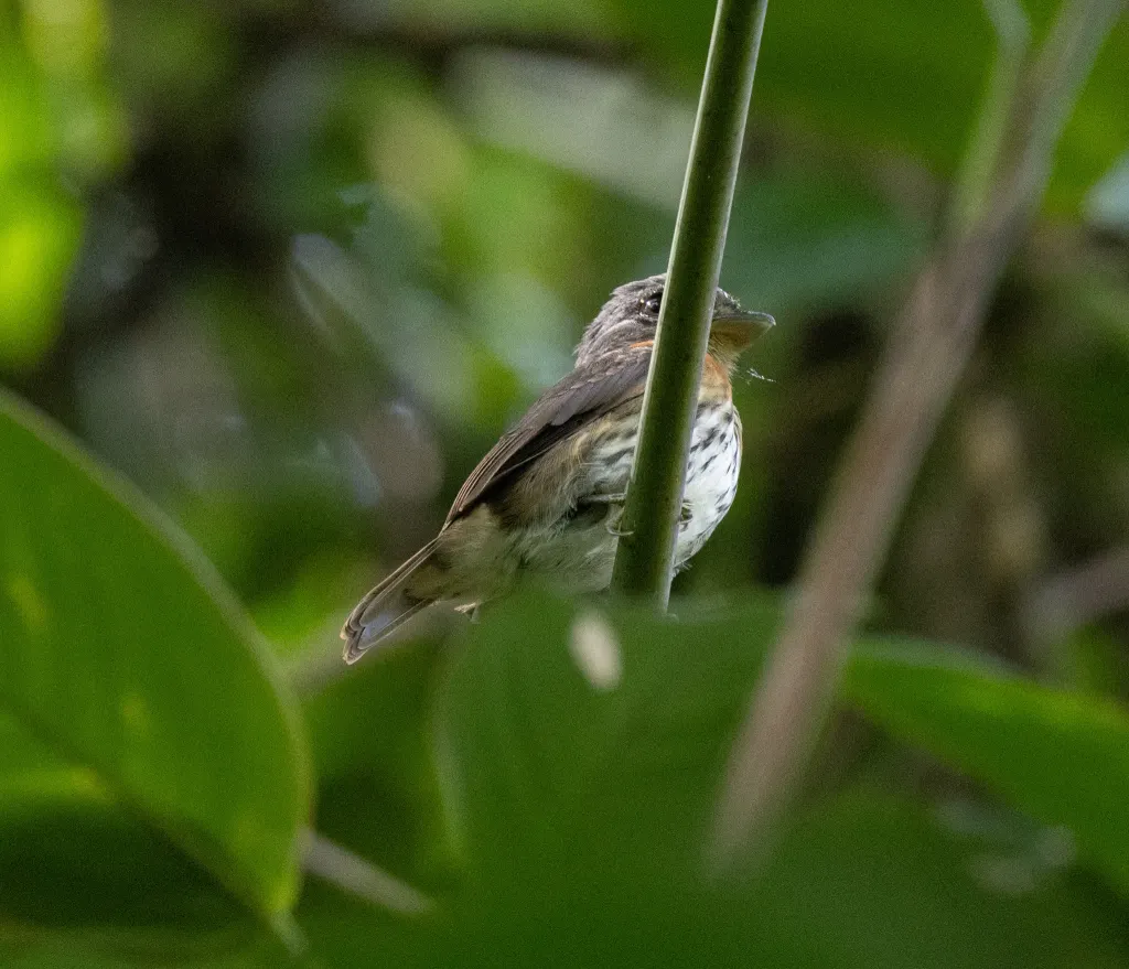 灰头阔嘴鸟(Smithornis sharpei)