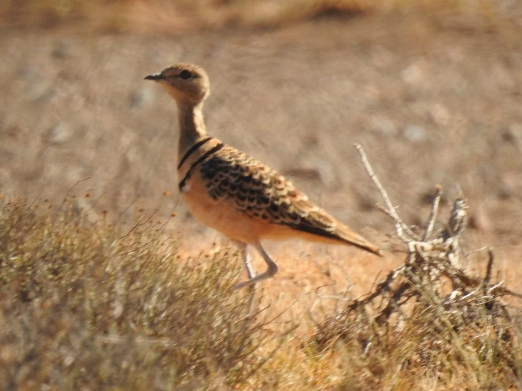 双领斑走鸻(Smutsornis africanus)