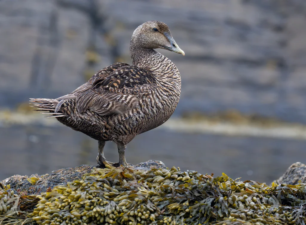 欧绒鸭(Somateria mollissima)