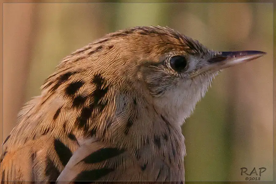 栗顶针尾雀(Spartonoica maluroides)