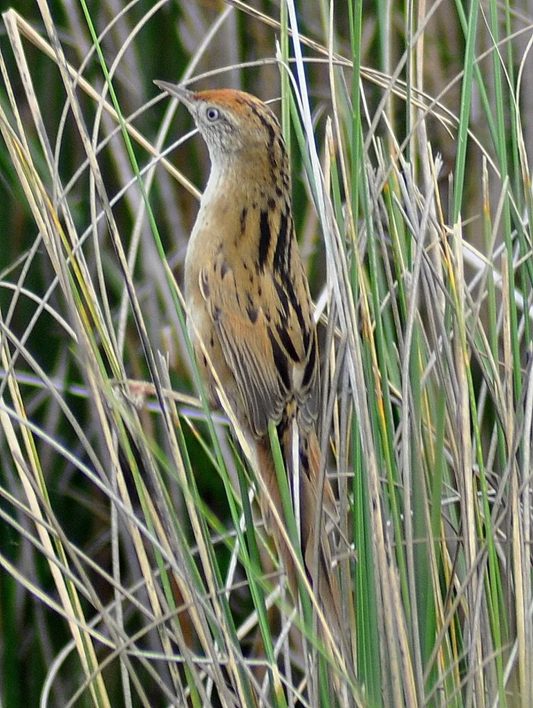栗顶针尾雀(Spartonoica maluroides)