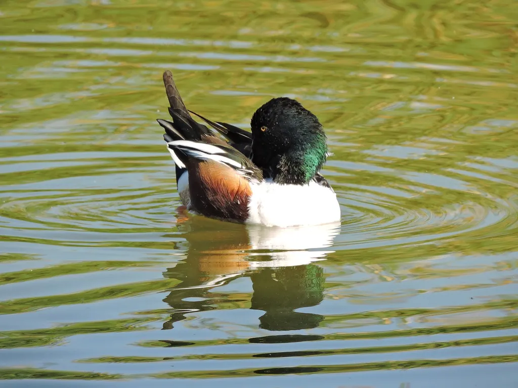 琵嘴鸭(Spatula clypeata)