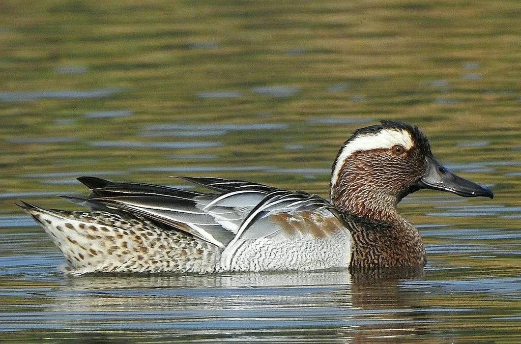 白眉鸭(Spatula querquedula)