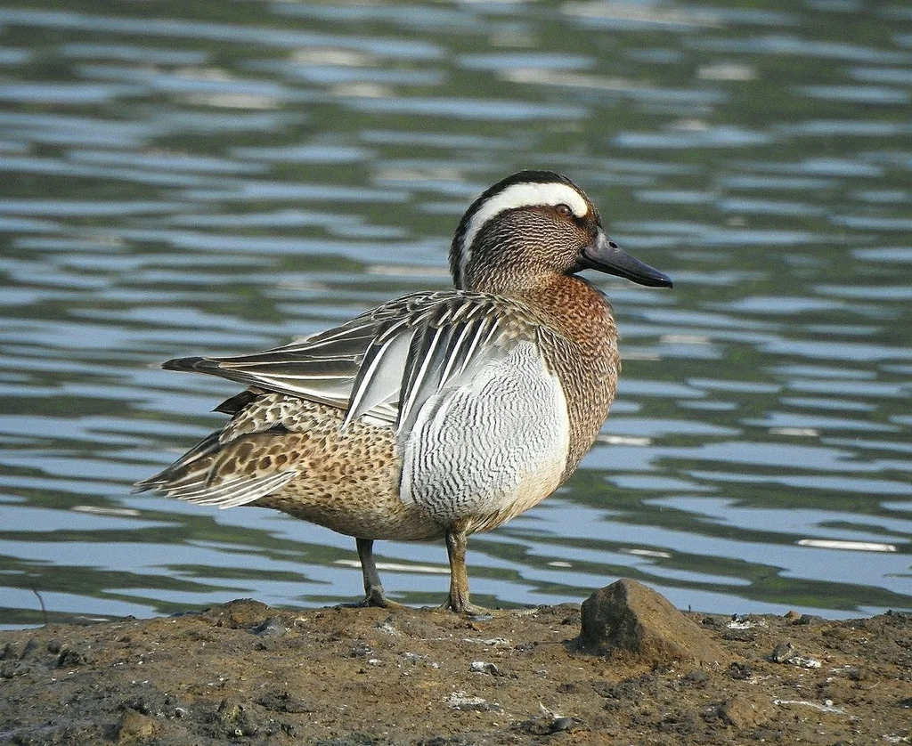 白眉鸭(Spatula querquedula)