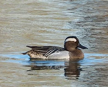 白眉鸭(Spatula querquedula)