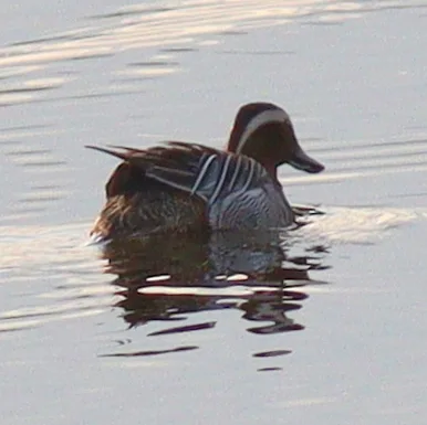 白眉鸭(Spatula querquedula)